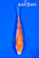 5.75" KOHAKU