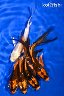 PACK OF (5) 5-5.25" BUTTERFLY KOI
