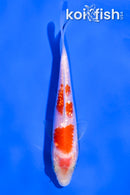4" GINRIN KOHAKU