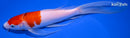 8.75" GOROMO BUTTERFLY