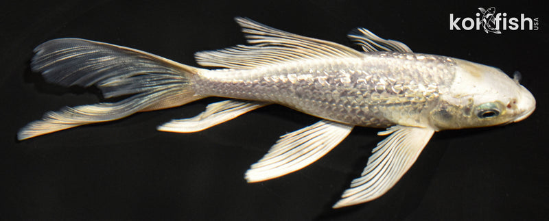 7" GINRIN PLATINUM OGON BUTTERFLY