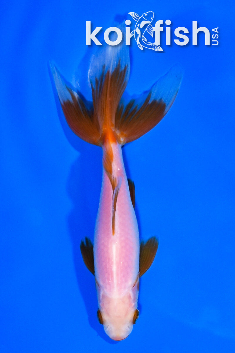 5.25" WATONAI GOLDFISH
