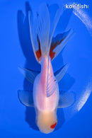 5" ORANDA GOLDFISH