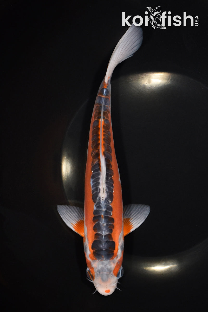 8.5" HI SHUSUI