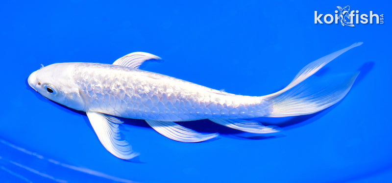 7.5" ARAGOKE PLATINUM OGON BUTTERFLY