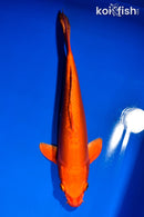 13.25" DOITSU ORENJI OGON