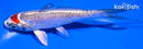 5.5" BENI KIKOKURYU
