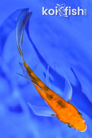 5" AKA SANKE BUTTERFLY