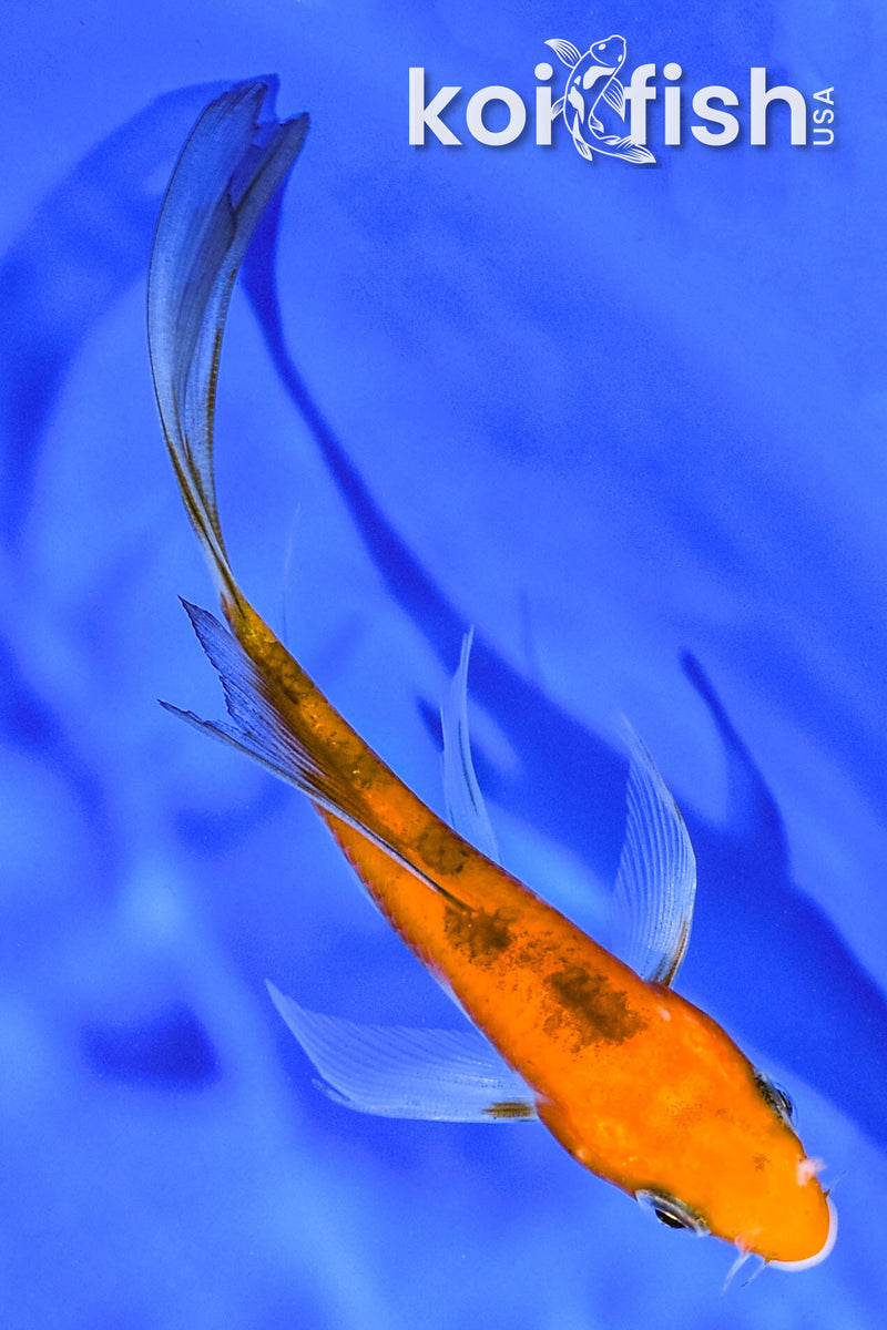 5" AKA SANKE BUTTERFLY