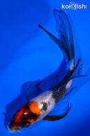 5" SHOWA BUTTERFLY