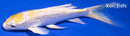 5.25" GINRIN LEMON HARIWAKE BUTTERFLY