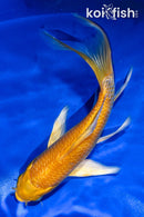 5.5" YAMABUKI OGON BUTTERFLY