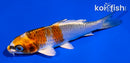 4.5" KUJAKU