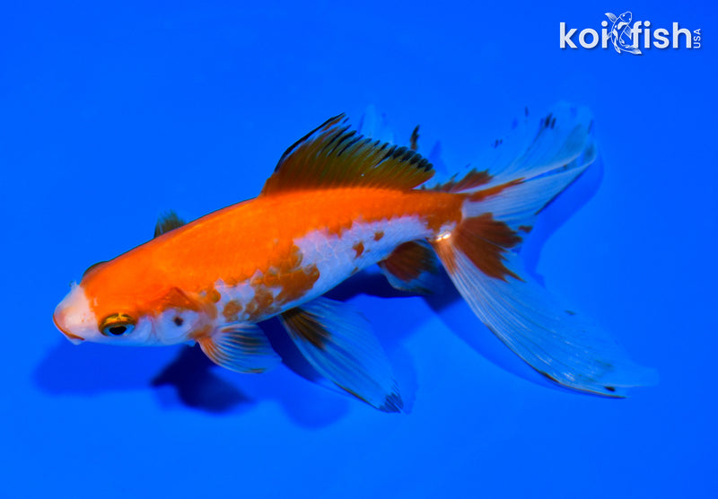 6" WATONAI GOLDFISH