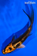 5" KIN HI UTSURI BUTTERFLY