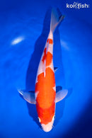 13" KOHAKU