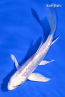 4.5" DOITSU PLATINUM OGON BUTTERFLY