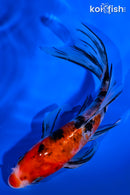 5.75" SANKE BUTTERFLY