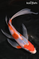 7.25" GOROMO BUTTERFLY