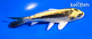5" KIN KIKOKURYU