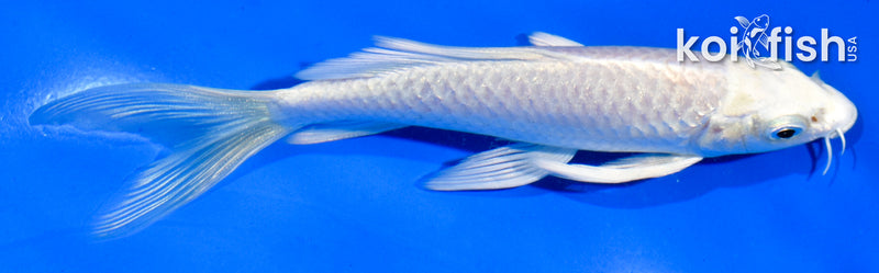 5.5" PLATINUM OGON BUTTERFLY