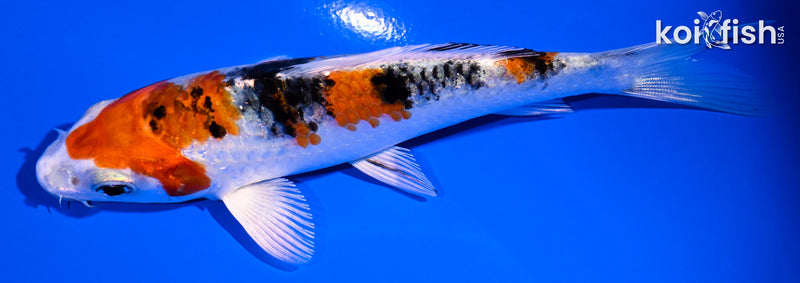 5" YAMATO NISHIKI