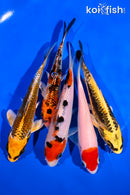 PACK OF (5) 4-5" STANDARD KOI