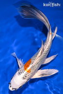 10" KUJAKU BUTTERFLY
