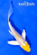 4" LEMON HARIWAKE BUTTERFLY