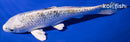 6.5" GINRIN YAMATO NISHIKI