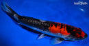 10" GOSHIKI