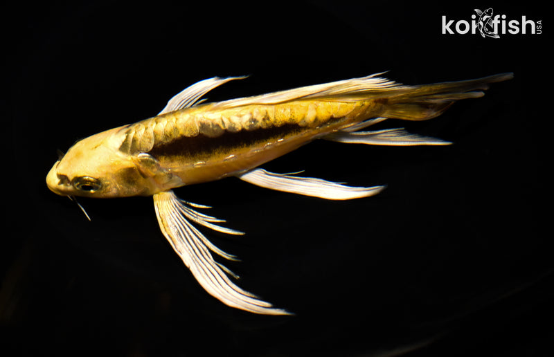 7" KIN KIKOKURYU BUTTERFLY