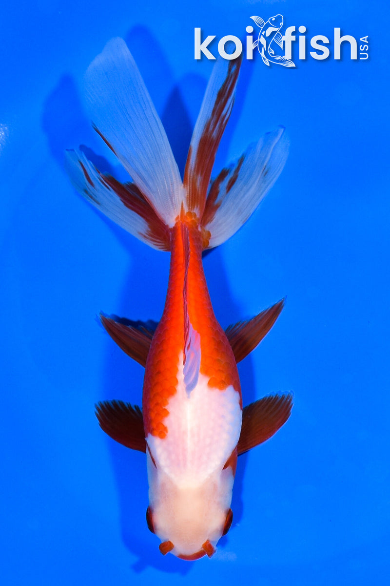 5.75" WATONAI GOLDFISH