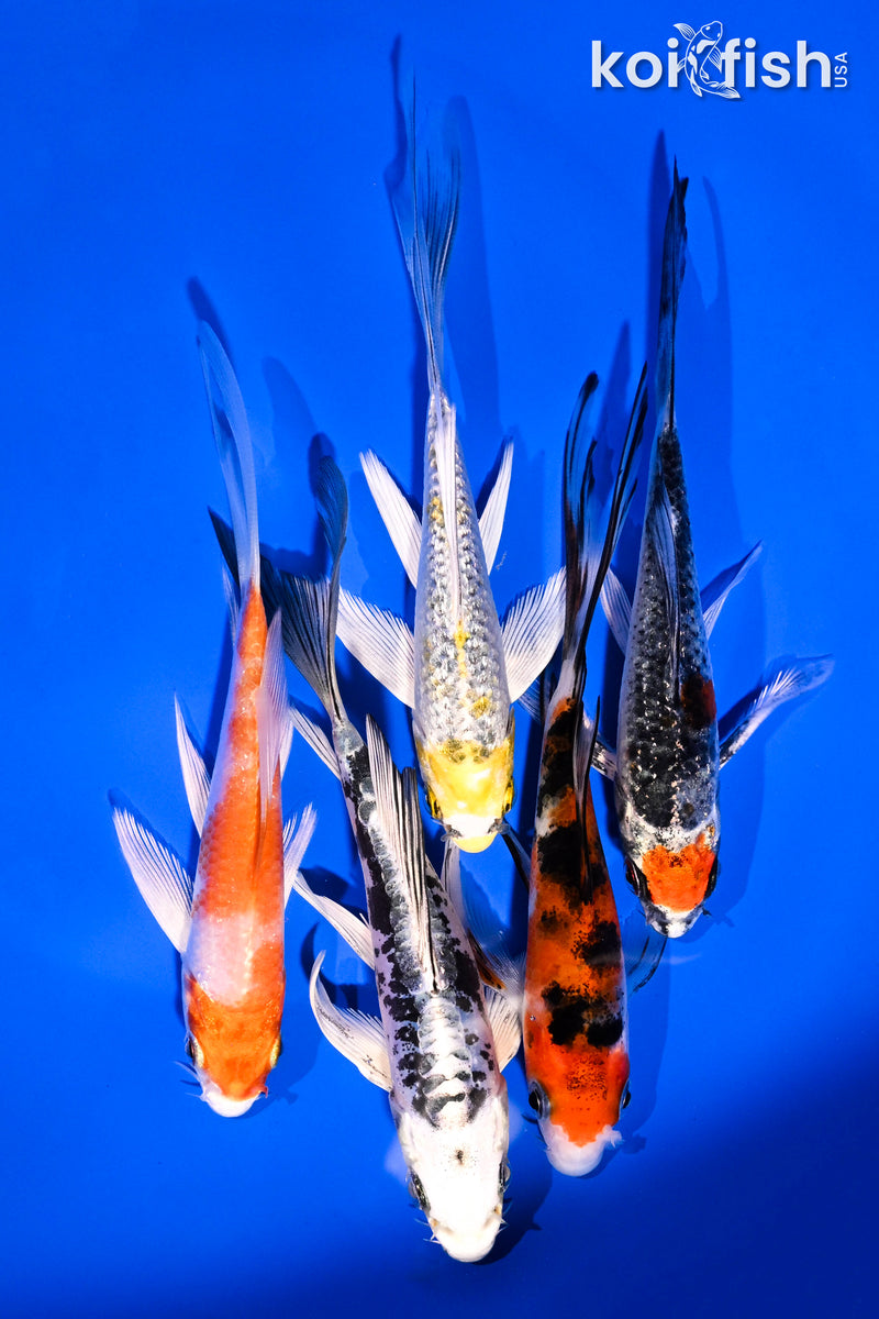 PACK OF (5) 4-5.5" BUTTERFLY KOI