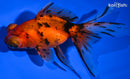 5.25" CALICO TELESCOPE GOLDFISH