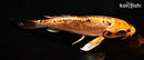 8.75" DOITSU ORENJI MATSUBA BUTTERFLY