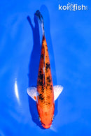 6" YAMATO NISHIKI