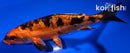 5.25" DOITSU KIN ORENJI BEKKO