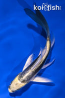 4.25" KIN KIKOKURYU BUTTERFLY
