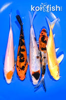 PACK OF (5) 5.25-6.25" STANDARD KOI