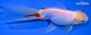 5" ORANDA GOLDFISH