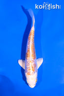 4.5" GINRIN ARAGOKE LEMON HARIWAKE