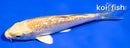 4" GINRIN YAMABUKI OGON