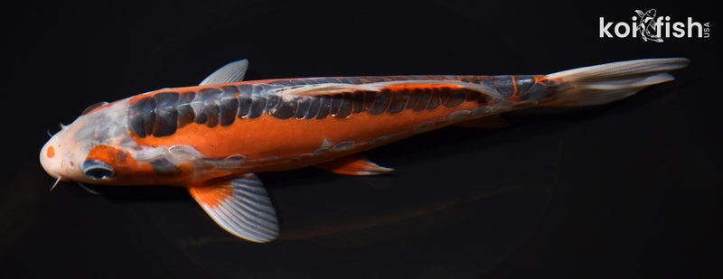 8.5" HI SHUSUI