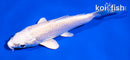 4" PLATINUM OGON