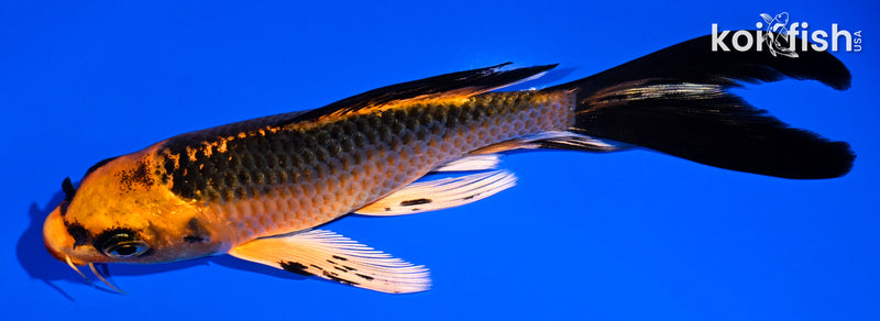 5.5" ORENJI MATSUBA BUTTERFLY