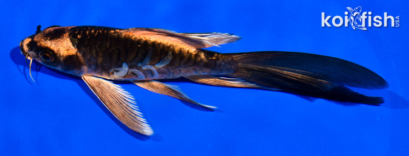 5.5" ARAGOKE BENI KIKOKURYU BUTTERFLY