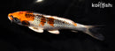 6.25" KUJAKU