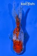 4.5" CALICO ORANDA GOLDFISH
