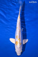 11" DOITSU LEMON HARIWAKE